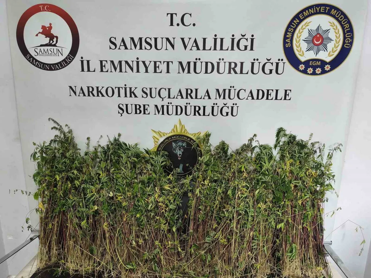 BAFRA İLÇESİNDE POLİS EKİPLERİNCE DÜZENLENEN OPERASYONDA BİN 655 KÖK KENEVİR BİTKİSİ ELE...
