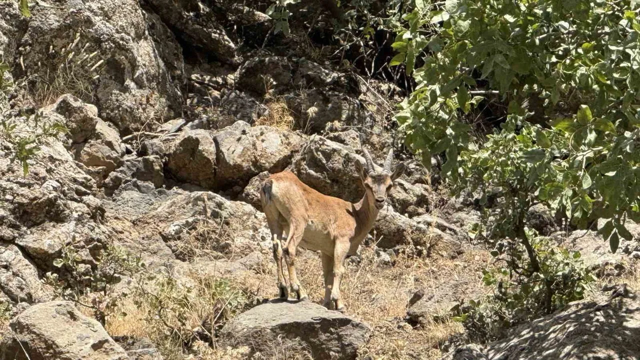 ŞIRNAK’TA YABAN KEÇİLERİ GÖRÜNTÜLENDİ. DAĞLARDA YAŞAYAN NESLİ TÜKENME TEHLİKESİ ALTINDAKİ DAĞ...