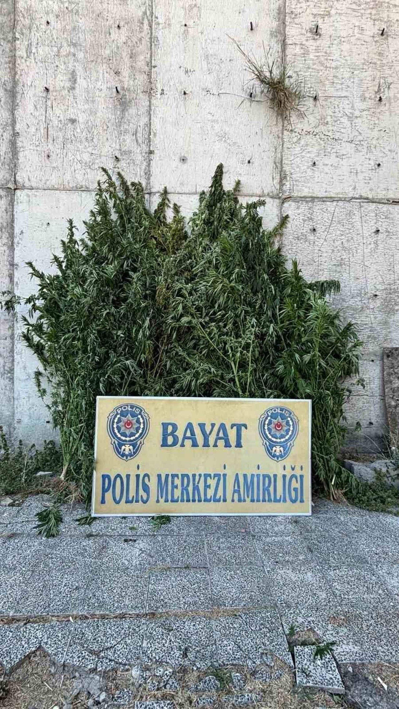 ÇORUM’UN BAYAT İLÇESİNDE POLİS EKİPLERİ TARAFINDAN BİR ÇİFTLİĞE DÜZENLENEN OPERASYONDA 46 KÖK HİNT...