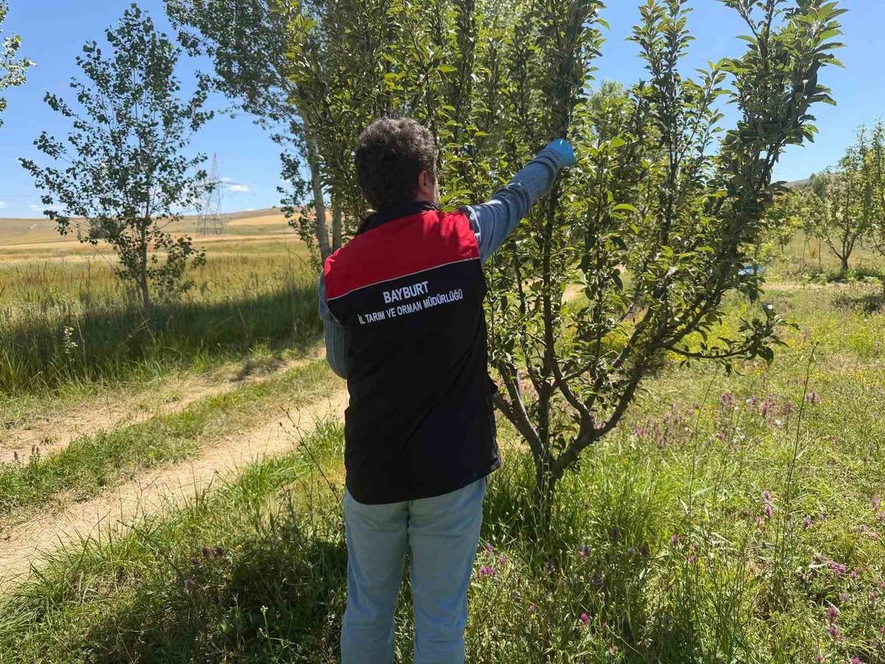 BAYBURT'TA HASAT ÖNCESİ PESTİSİT DENETİMLERİ BAŞLADI