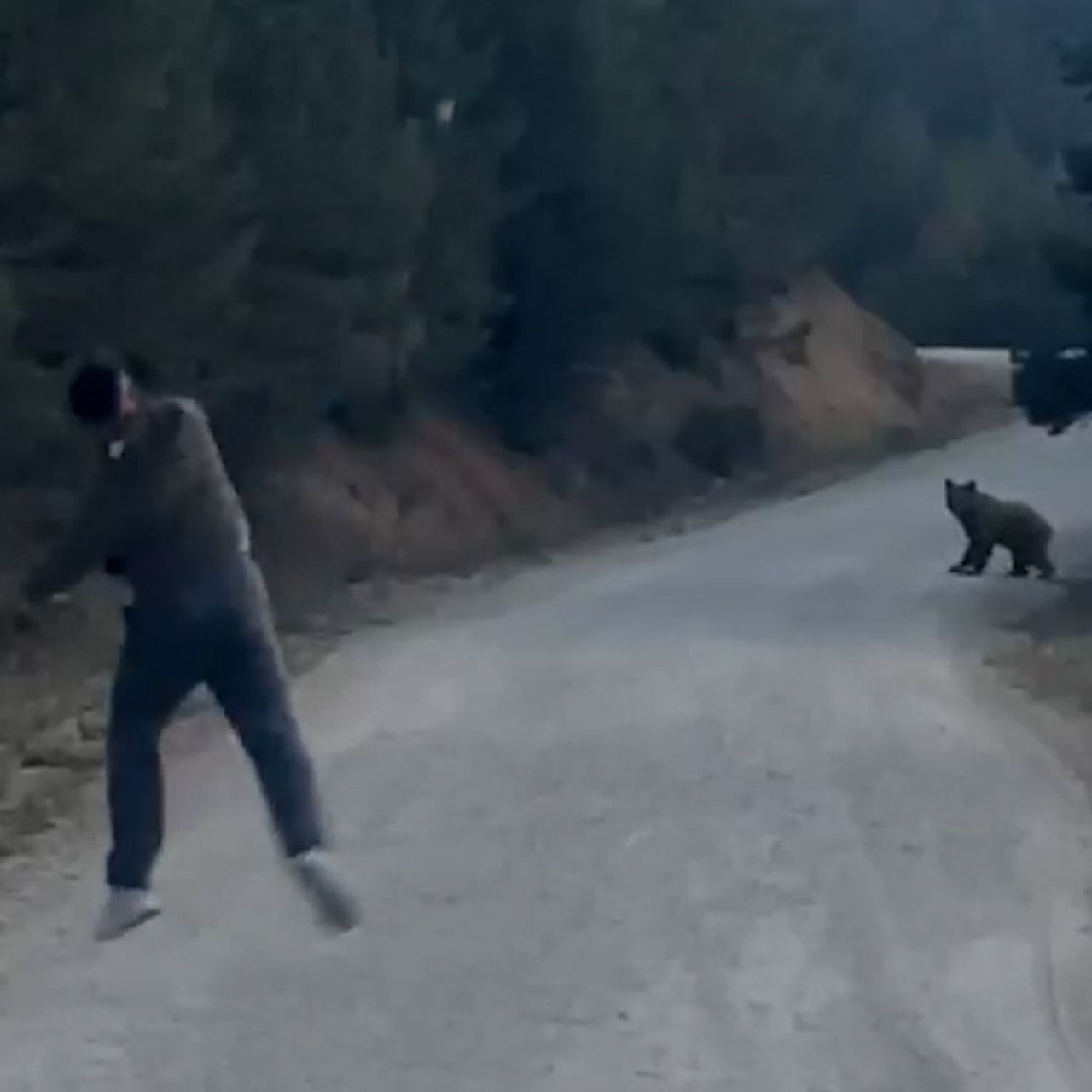 BOLU’NUN MUDURNU İLÇESİNDE ORMANLIK ALANDA BİR GRUP ARKADAŞ, KARŞILAŞTIKLARI AYIYI TAŞLA...