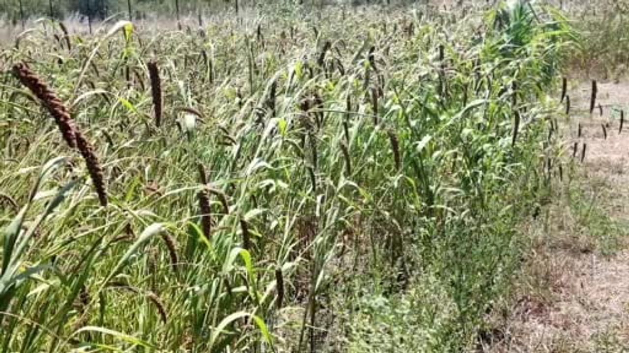 Edirne'de alternatif tarım atağı: Muhabbet kuşu yemi üretimi umut verdi