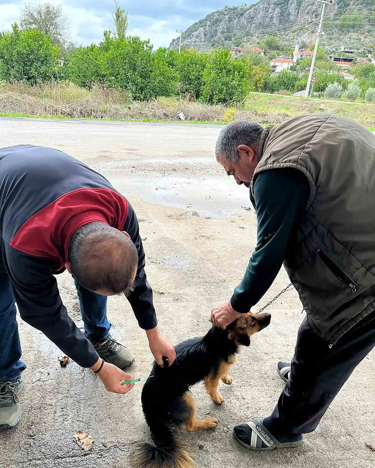 MUĞLA’NIN ORTACA İLÇESİNDE, 2026 YILI KUDUZ AŞILAMA KAMPANYASI KAPSAMINDA KEDİ VE KÖPEKLERE...