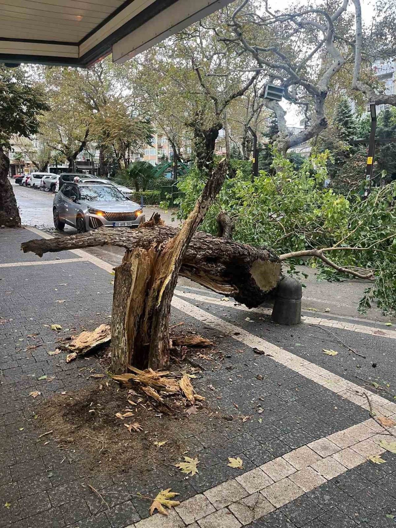 ERDEK’TE FIRTINA AĞACI GÖVDESİNDEN KIRDI