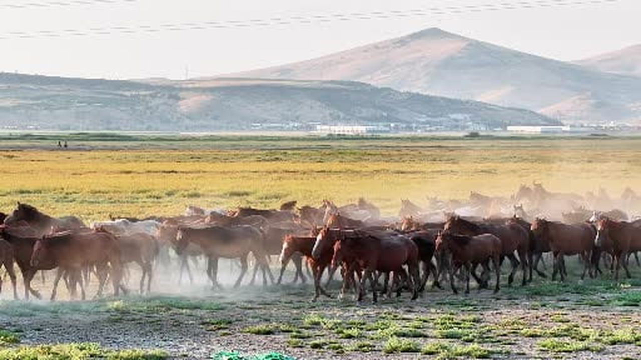 Gün batımında yılkı atlarının masalsı koşusu böyle görüntülendi