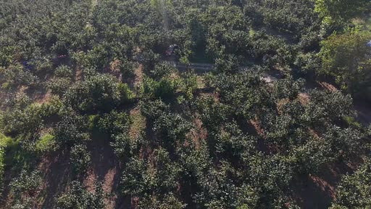 Düzce’de fındık hasat şenliği gerçekleştirildi