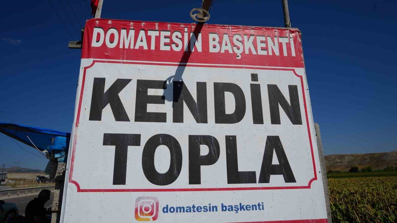 ANKARA'NIN AYAŞ İLÇESİNDEKİ BİR DOMATES ÜRETİCİSİ, ÜRETTİĞİ DOMATESLERİ VATANDAŞIN TOPLAMASINI...