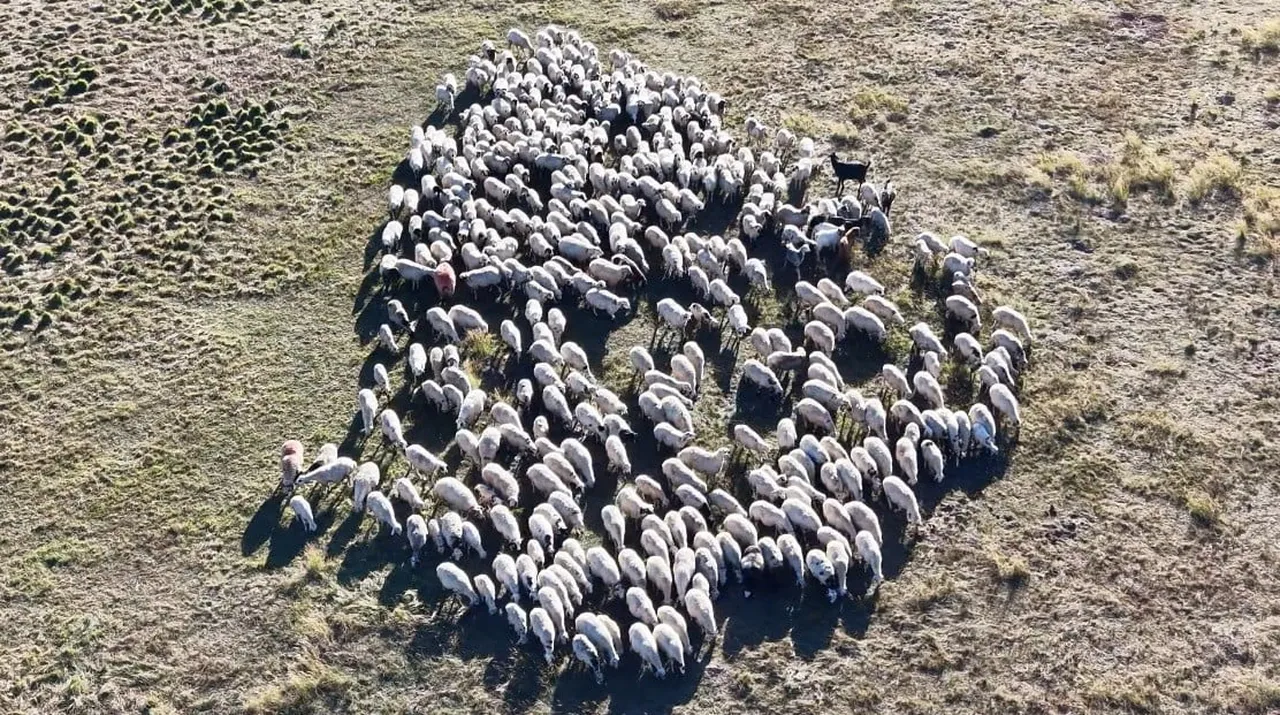 TUNCELİ’DE GEÇEN YIL 130 BİN LİRAYA KADAR ÇIKAN ÇOBAN ÜCRETLERİ BU YIL 150 BİN LİRAYI BULDU, ANCAK...