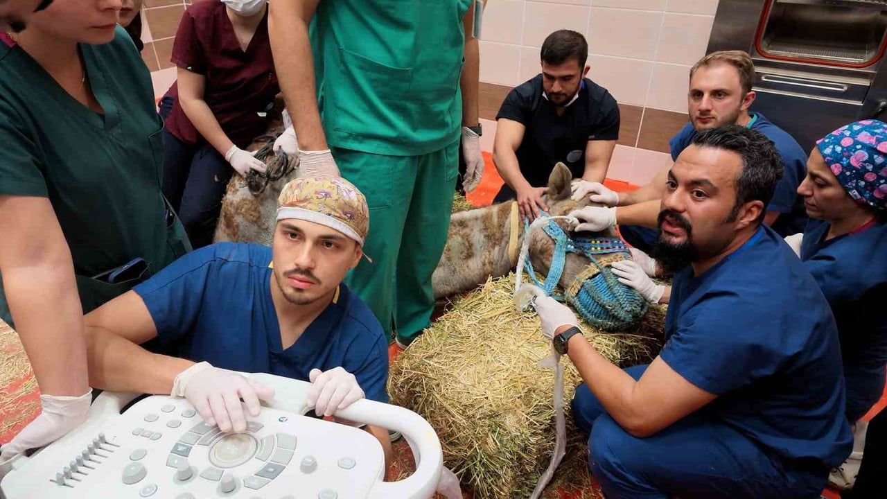 RETİNA RAHATSIZLIĞI BULUNAN DEVE İÇİN KÖK HÜCRE TEDAVİ SÜRECİ BAŞLADI