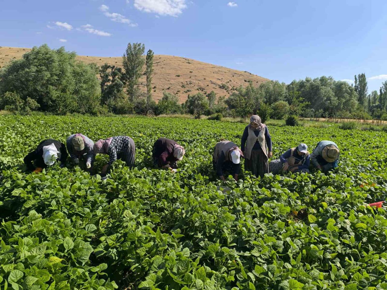 AFYONKARAHİSAR’IN TARIMSAL POTANSİYELİYLE ÖNE ÇIKAN ŞUHUT İLÇESİNDE, YAZ SEZONUNUN EN ÖNEMLİ...