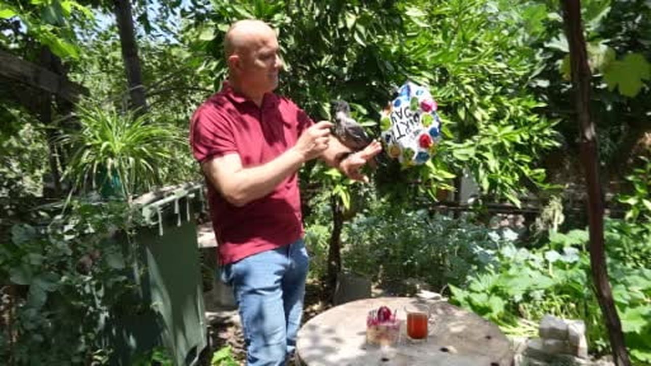 Rize çayı içen gurme kargaya özel doğum günü partisi