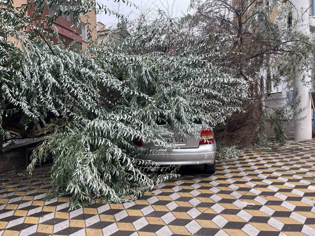 NİĞDE'DE DEVRİLEN AĞAÇ PARK HALİNDEKİ ARACIN ÜZERİNE DÜŞTÜ
