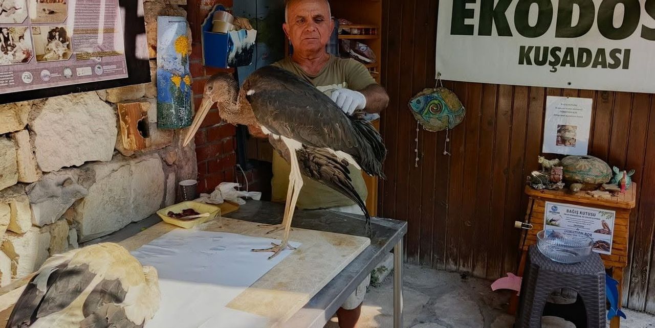 AYDIN’IN KUŞADASI İLÇESİNDE YILLAR SONRA YENİDEN KURULAN LEYLEK YUVASINDA DÜNYAYA GELEN İKİ...