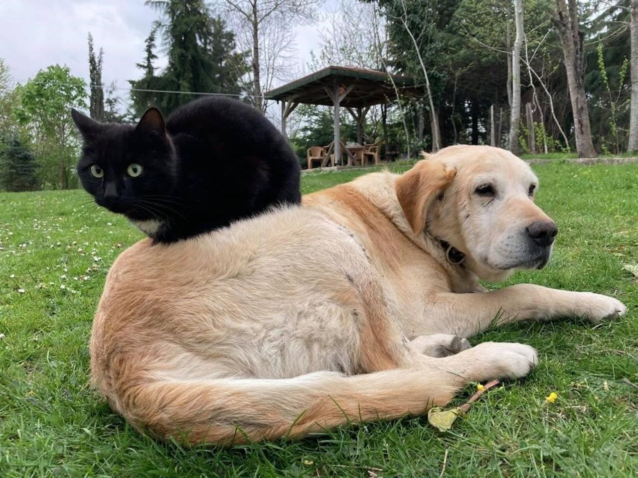 DÜZCE’DE 2026 YILININ İLK YANIŞINDA TOPLAMDA 787,8 TON KEDİ VE KÖPEK MAMASI İHRAÇ EDİLDİ. DÜZCE'DE...