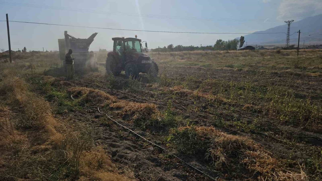 BİTLİS'İN ADİLCEVAZ İLÇESİNDE FASULYEDE HASAT SEZONU BAŞLADI.