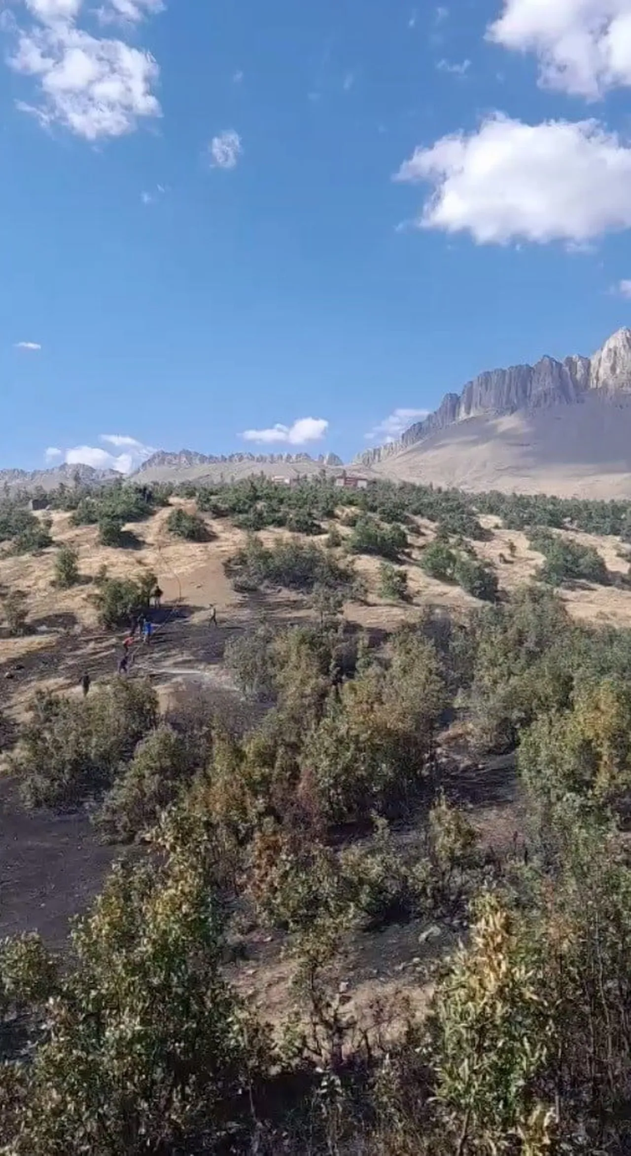 ŞIRNAK’IN BEYTÜŞŞEBAP İLÇESİNE BAĞLI KOYUNOBA KÖYÜNDE ORMANLIK ALANDA ÇIKAN YANGIN PANİĞE NEDEN...