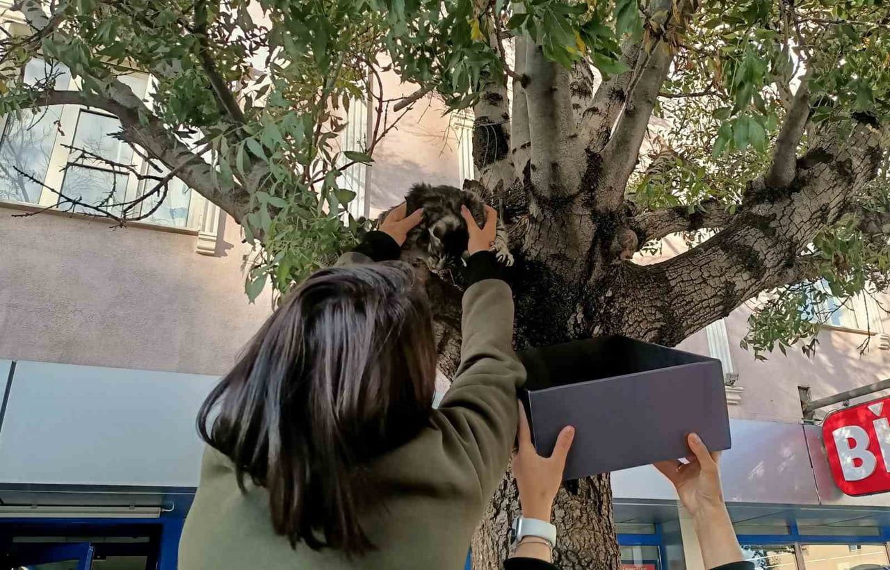 ERZİNCAN’DA AĞACA ÇIKAN YAVRU KEDİ YAŞ MAMAYLA İKNA EDİLEREK KURTARILDI