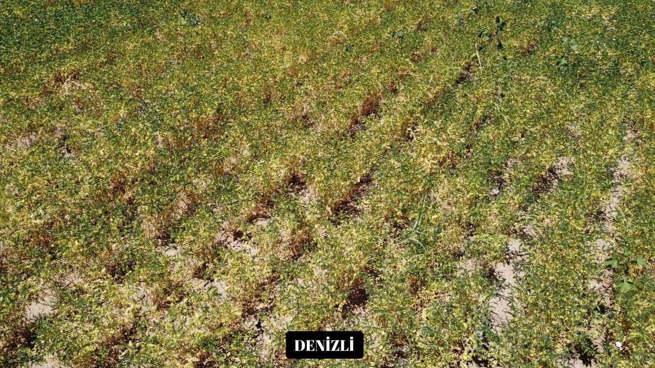 DENİZLİ’DE GELİŞTİRİLEN BORSA-20 NOHUT ÇEŞİDİ, YALNIZCA DENİZLİ'DE DEĞİL; ANTALYA, AFYONKARAHİSAR...