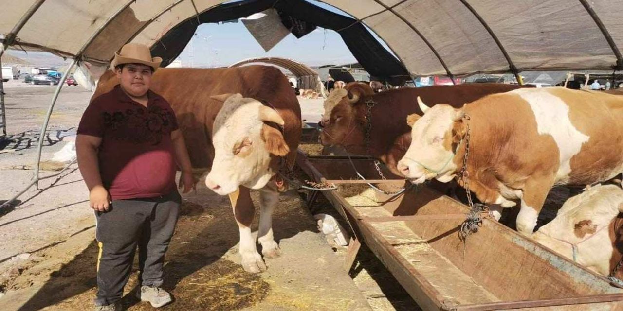 2022 Aydın Kurbanlık Fiyatları