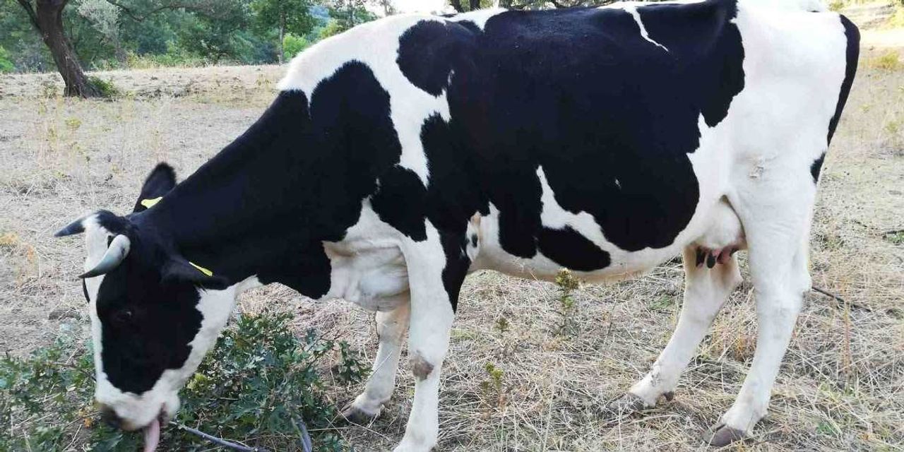 2022 Bingöl Kurbanlık Fiyatları