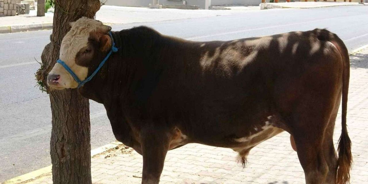 2022 Mardin Kurbanlık Fiyatları