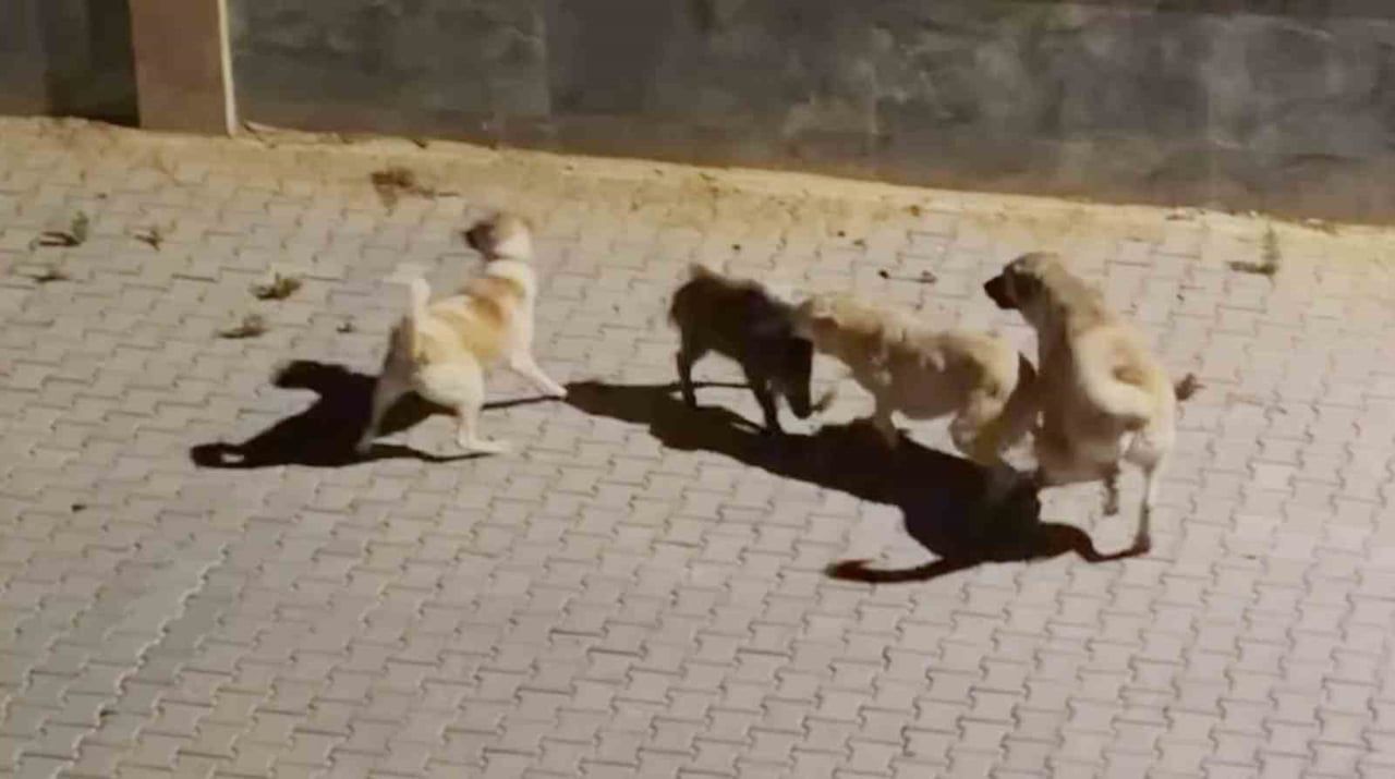 KUŞADASI'NDA YABAN DOMUZUNA İKİ KÖPEK SALDIRDI