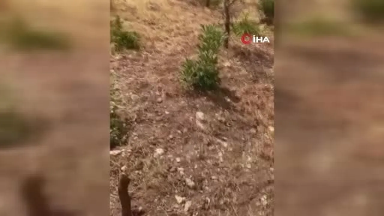 Siirt’te yaban domuzları 20 yıllık fıstık ağaçlarına zarar verdi