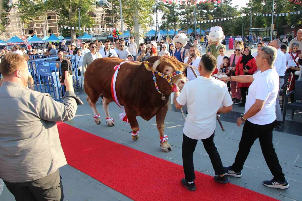 AMASYA'NIN SULUOVA İLÇESİNDE DÜZENLENEN YARIŞMADA BOĞALAR İÇİN KIRMIZI HALI SERİLDİ.
