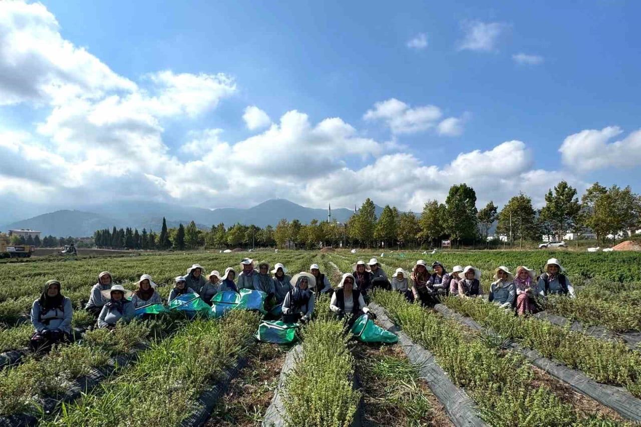 KOCAELİ’DE TIBBİ VE AROMATİK BİTKİLERİN ÜRETİMİNE YÖNELİK ÇALIŞMALAR SÜRERKEN, KADINLARIN EMEĞİYLE...