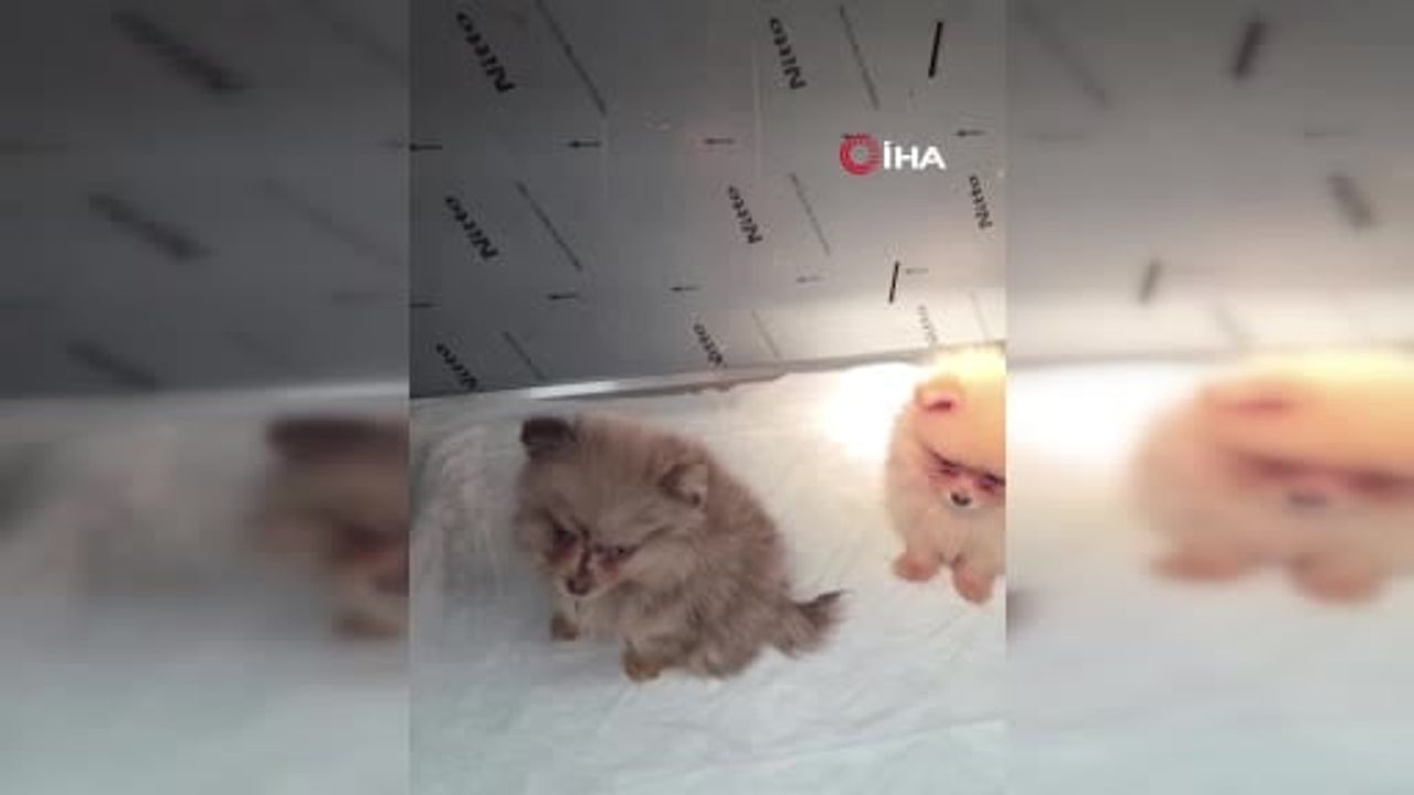 Kapıkule'de kaçak yollarla yurda sokulmak istenen 5 yavru köpek ele geçirildi