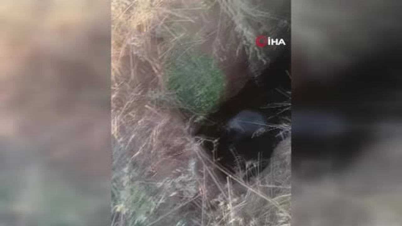 Define çukuruna düşen koyun ve kaplumbağa kurtarıldı