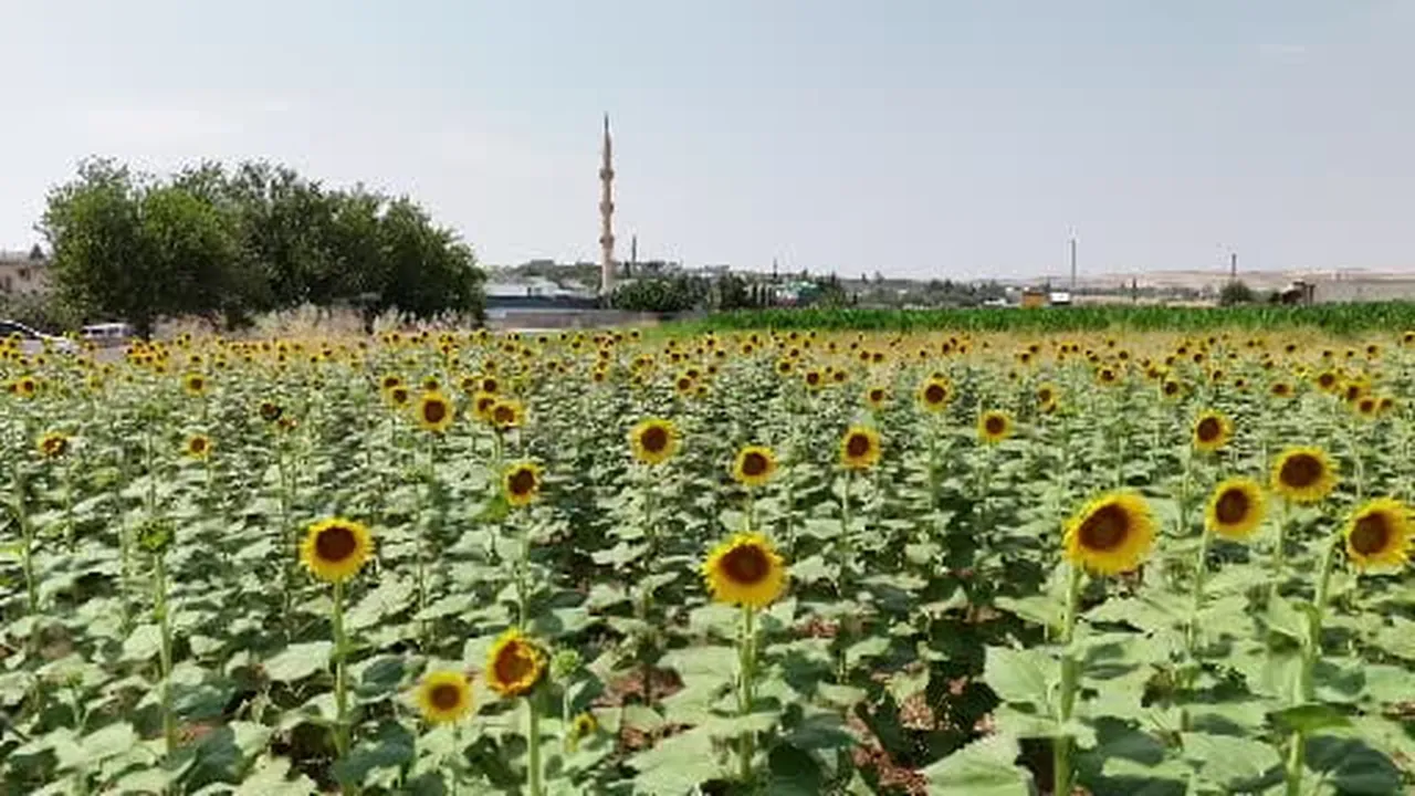 GAP suyuyla birlikte Şanlıurfa’da ürün çeşitliliği zirveye çıktı