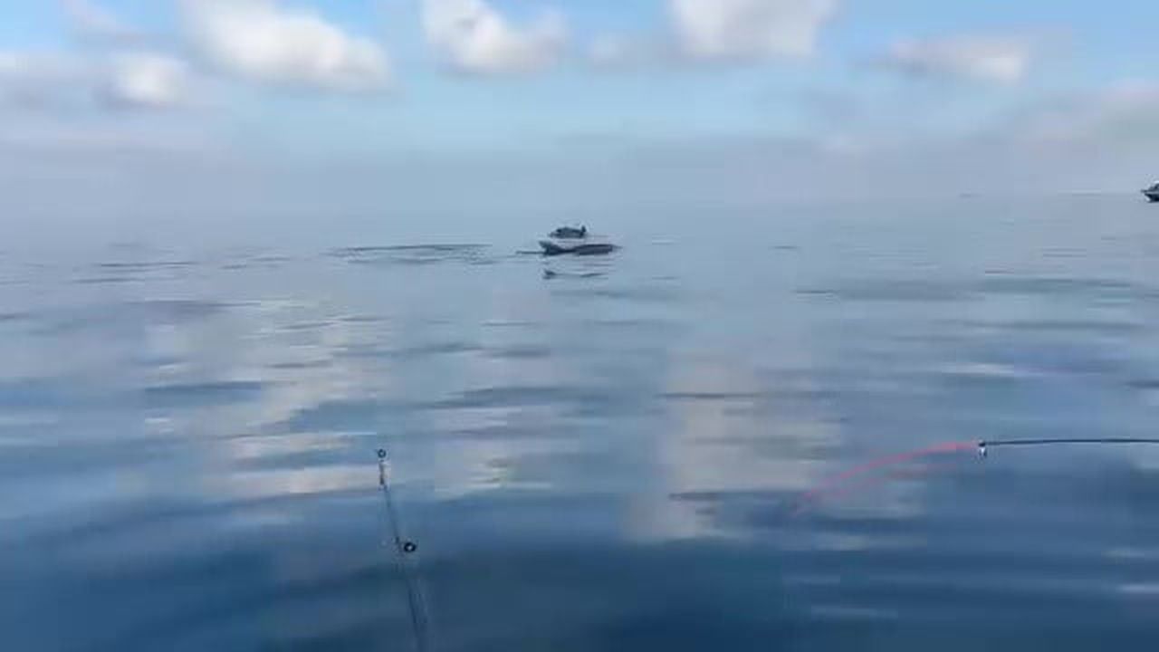 BURSA’NIN KIYI KESİMLERİNDE DENİZE AÇILAN BALIKÇILAR, SU YÜZEYİNDE BELİREN YUNUSLARLA KARŞILAŞTI....