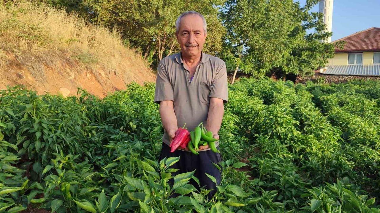 DENİZLİ’NİN BEYAĞAÇ İLÇESİNDE ATA TOHUMUYLA YETİŞTİRİLEN, KESKİN ACILIĞI VE FARKLI KULLANIM...