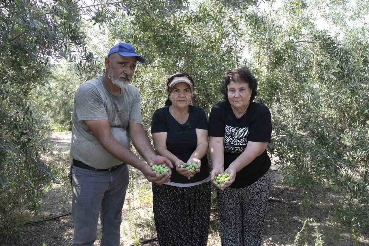 MERSİN BÜYÜKŞEHİR BELEDİYESİ TARAFINDAN ÜRETİCİLERE DAĞITILAN ZEYTİN FİDANLARI ÜRÜN VERMEYE...