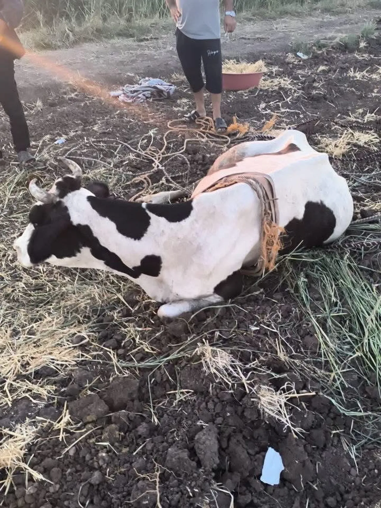 REYHANLI’DA BATAKLIĞA DÜŞEREK MAHSUR KALAN BÜYÜKBAŞ HAYVAN, EKİPLERİN ÇALIŞMASIYLA KURTARILARAK...