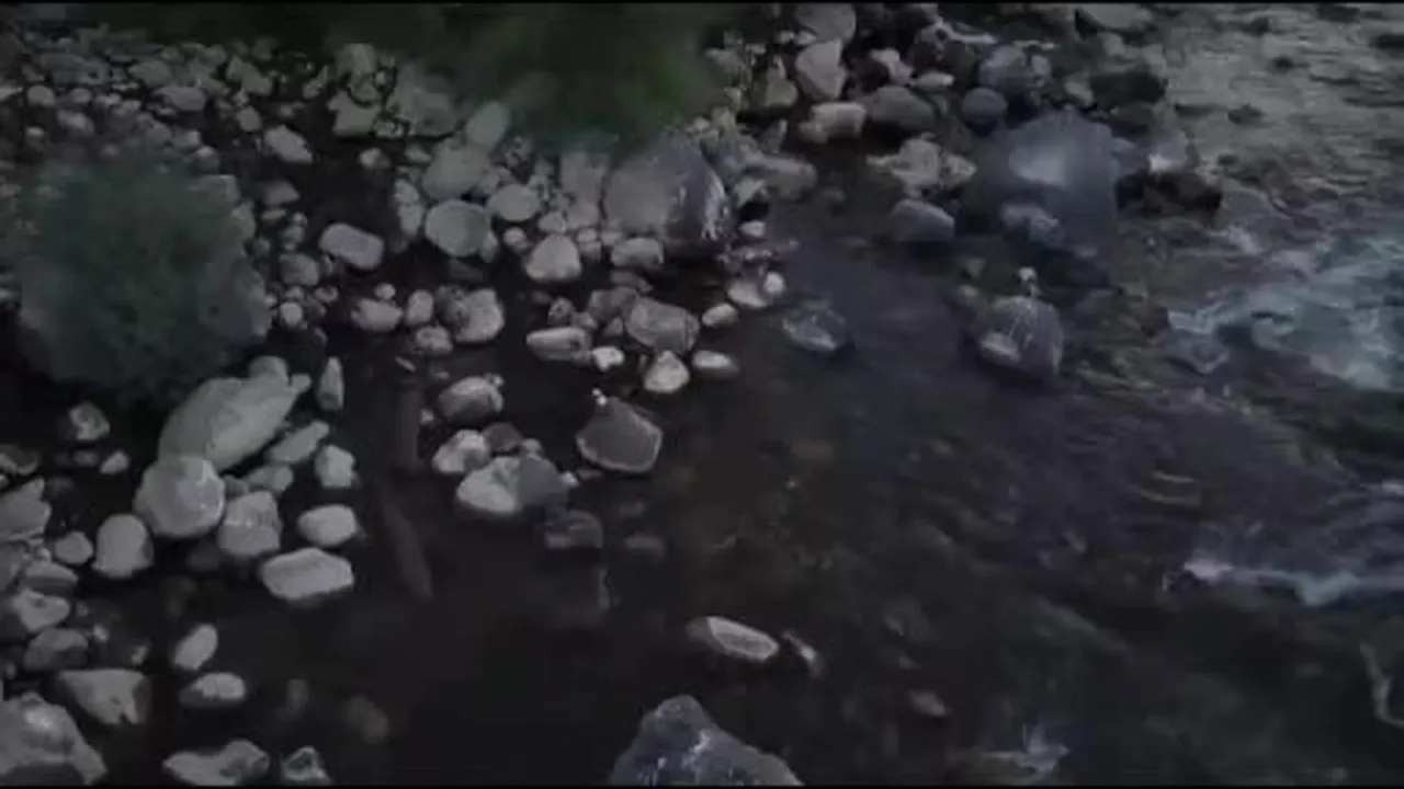 Nesli tehlike altında olan su samuru Bingöl'de görüntülendi