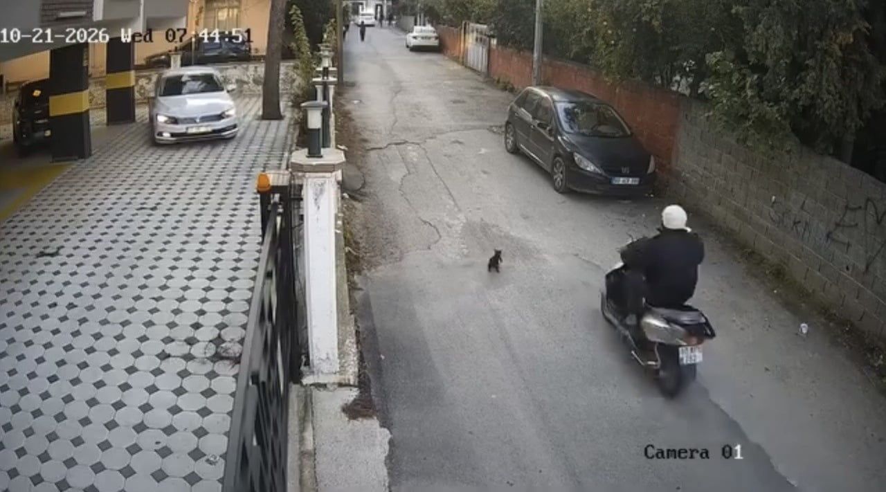 OSMANİYE’DE MOTOSİKLETİN ÇARPTIĞI KEDİ ÖLDÜ.  OLAY, BİR APARTMANIN GÜVENLİK KAMERASINA...
