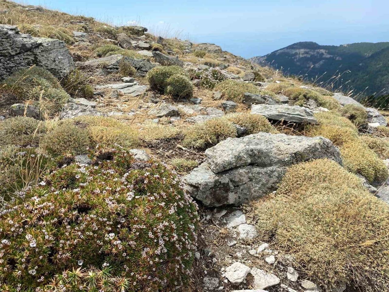 ÇOMÜ BİYOÇEŞİTLİLİK UYGULAMA VE ARAŞTIRMA MERKEZİ MÜDÜRÜ DOÇ. DR. ŞAHİN KÖK, KAZ DAĞLARI’NDA YENİ...