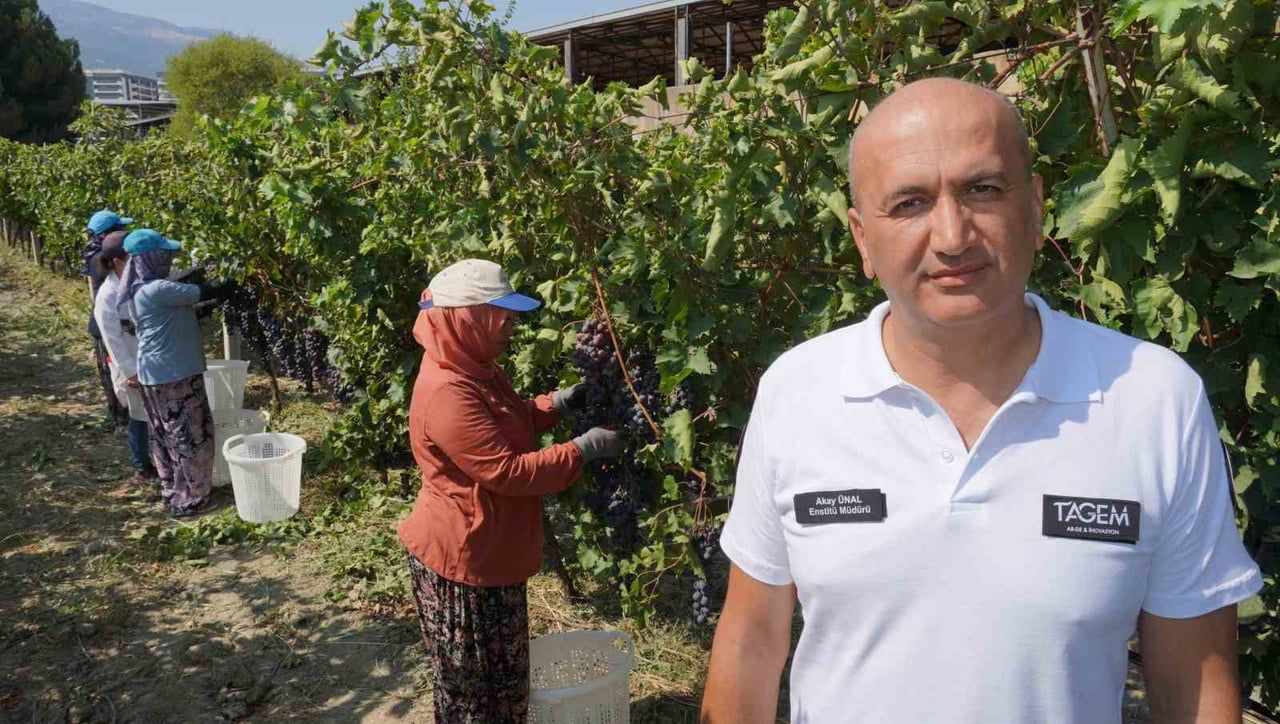 AKAY ÜNAL, BU YIL DOĞAL AFET YAŞANMAMASI NEDENİYLE REKOLTE BEKLENTİSİNİN GEÇEN YILLARA GÖRE DAHA...