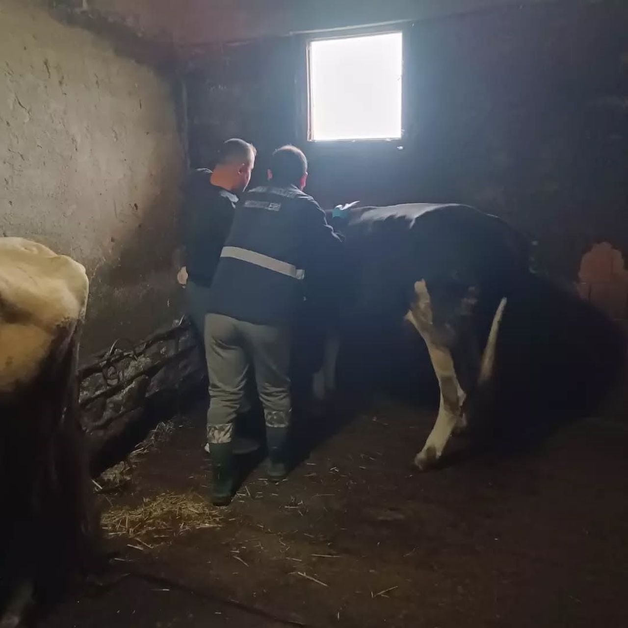 DÜZCE’NİN YIĞILCA İLÇESİNDE HAYVAN SAĞLIĞININ KORUNMASI AMACIYLA YOĞUNPELİT KÖYÜNDEKİ İŞLETMELERDE...