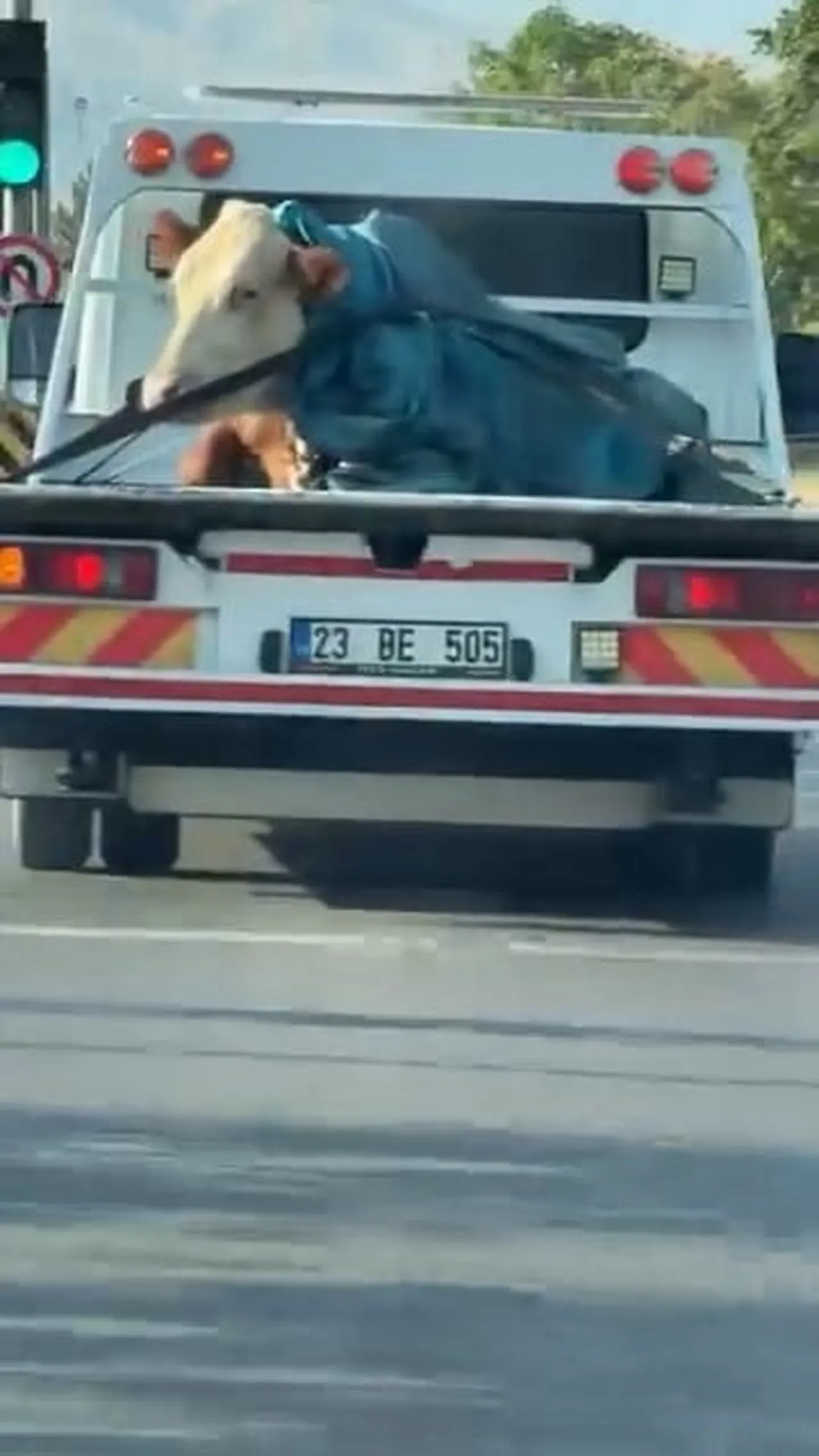 TOSUN ETRAFI İZLEYEREK YOLCULUK YAPARKEN O ANLARI BAZI SÜRÜCÜLER CEP TELEFONU KAMERASI İLE...