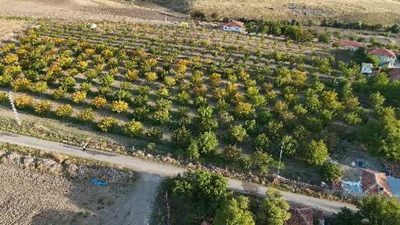 Yozgat’ta ceviz hasadı başladı: Üretici verimden memnun
