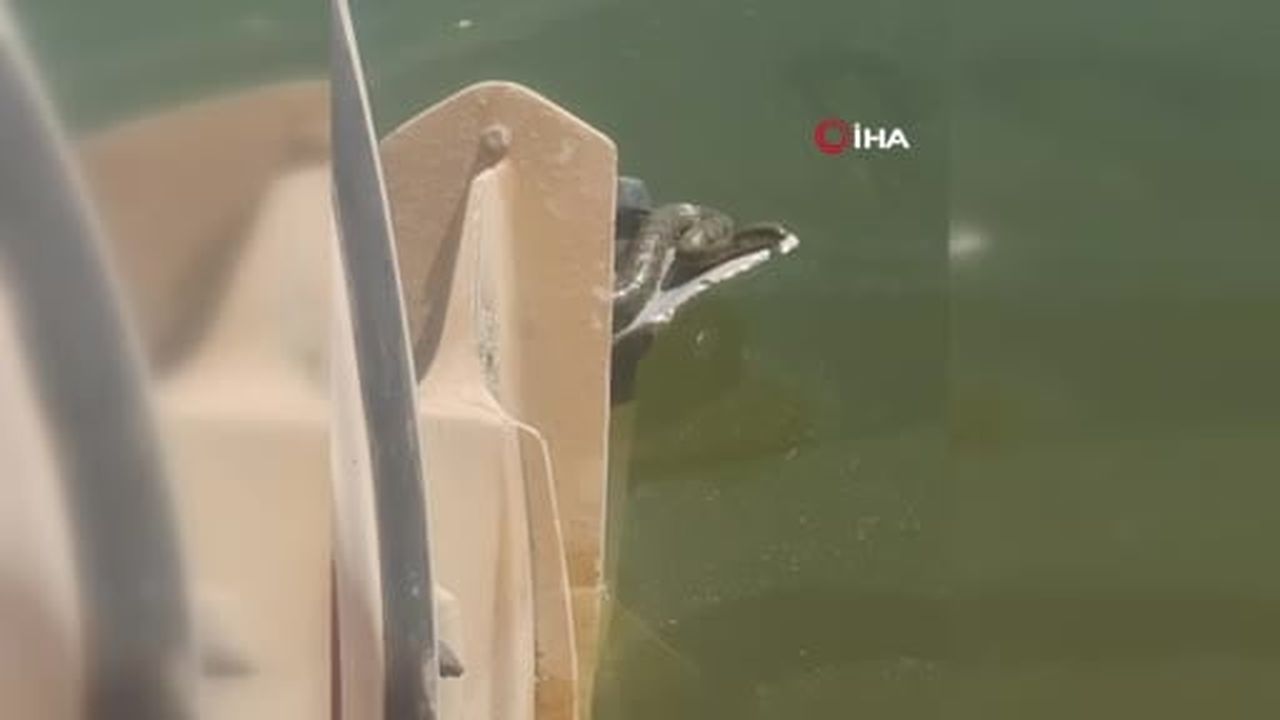 Tekne motorunda yılan paniği