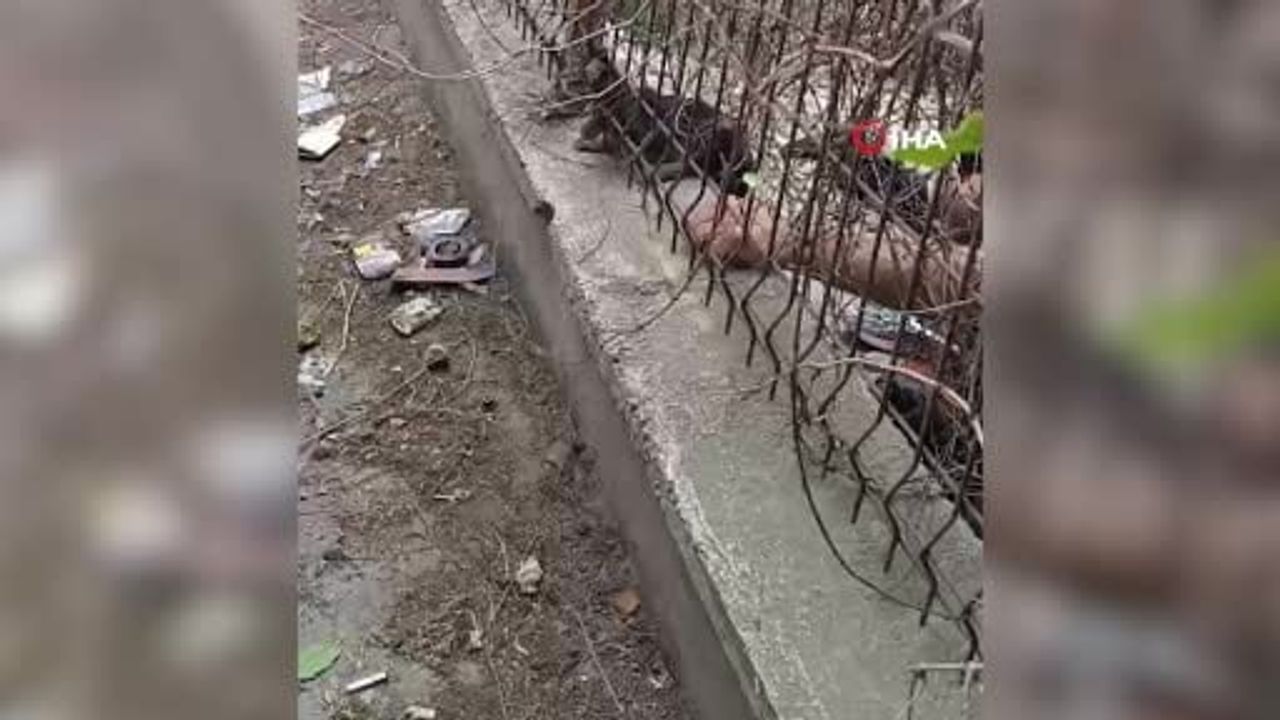 Kırıkkale'de demir korkuluklara sıkışan yavru kedi, belediye itfaiye ekiplerinin dikkatli...