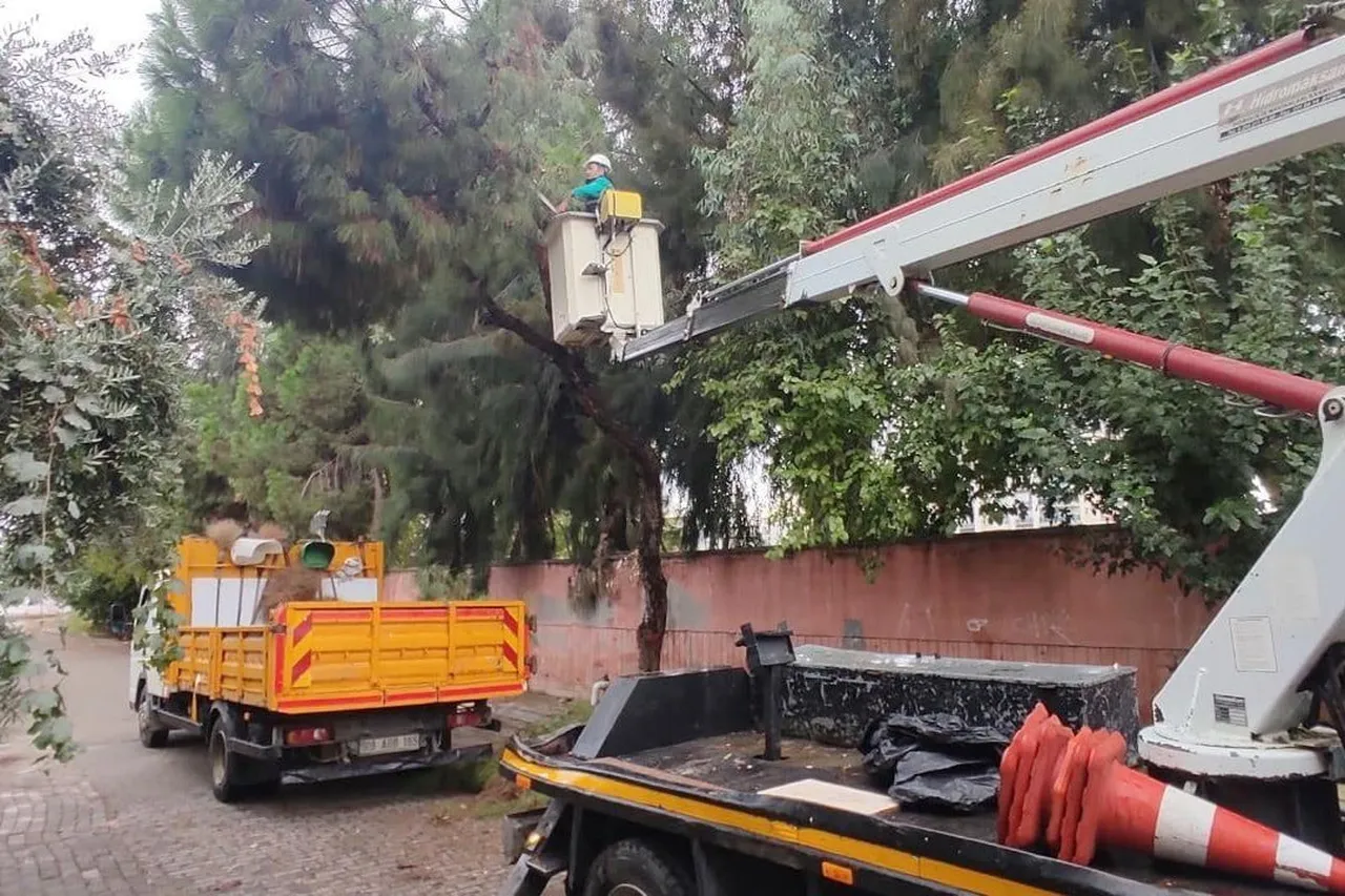 EFELER’DE AĞAÇ BUDAMA ÇALIŞMALARI SÜRÜYOR