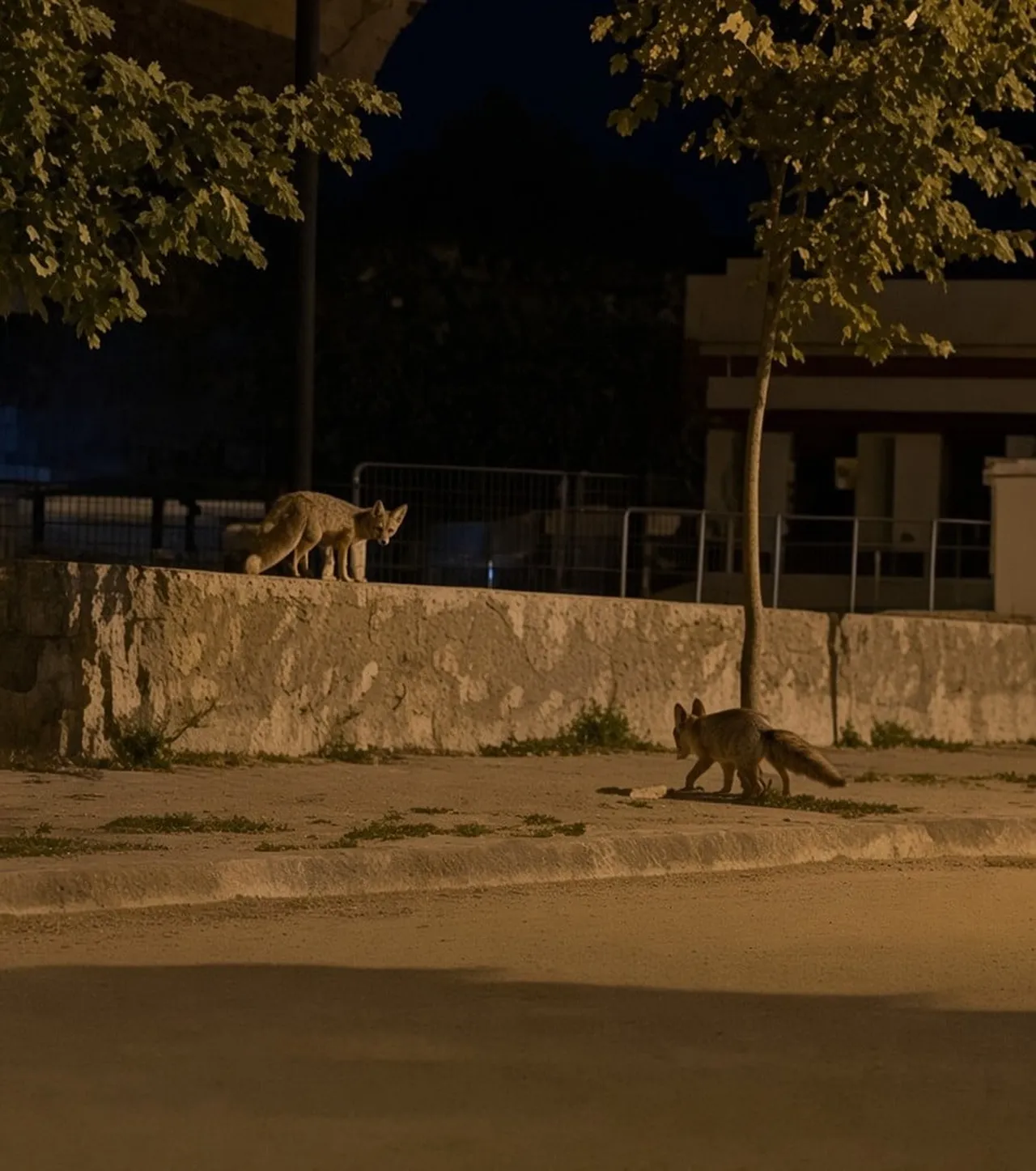 ERZİNCAN'DA GECE SAATLERİNDE İKİ TİLKİ, MERKEZ 13 ŞUBAT ŞEHİR STADYUMU ÇEVRESİNDE YİYECEK ARARKEN...