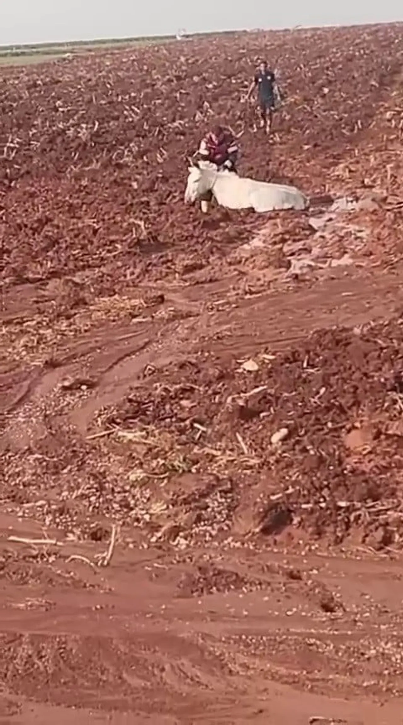 HATAY'IN REYHANLI İLÇESİNDE ÇAMURA SAPLANAN EŞEK, İTFAİYE EKİPLERİNİN ÇALIŞMASIYLA KURTARILARAK...