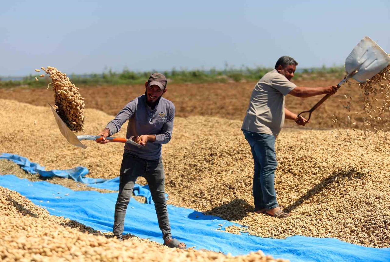TÜRKİYE'NİN EN ÇOK YER FISTIĞI ÜRETİLEN KENTİ ADANA'DA SAHİL KESİMLERİNDE SEZONUN İLK HASADI...