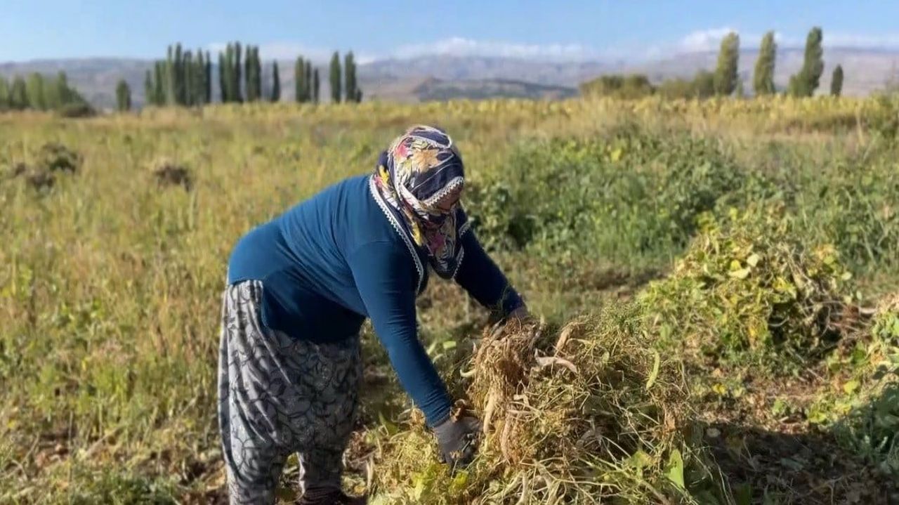 ERZİNCAN’DA KURU FASULYENİN HASADINA BAŞLANDI